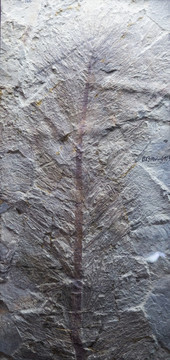 古生物化石 卡勒莱新芦木化石