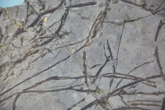 古生物化石 似木贼化石