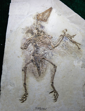 古生物化石 圣贤孔子鸟化石