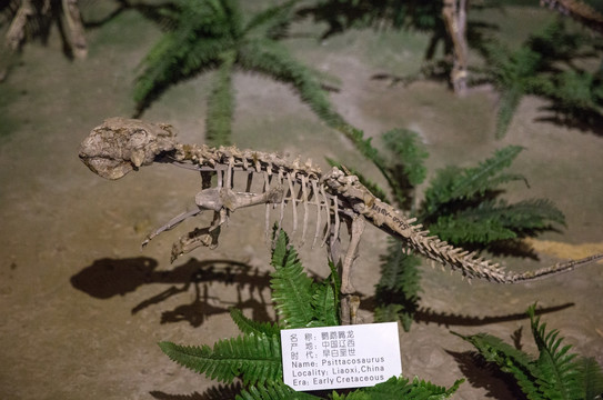 古生物化石 鹦鹉嘴龙化石鹦鹉龙