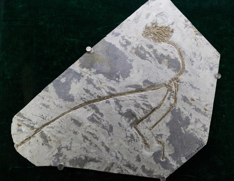 古生物化石 千禧中国鸟龙化石