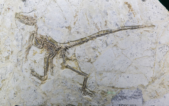 古生物化石 驰龙 奔龙化石