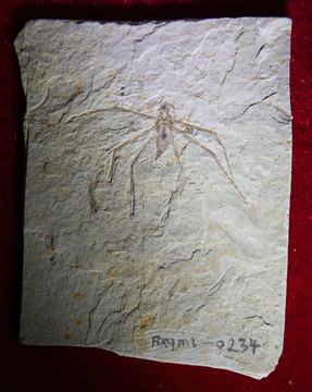 古生物化石 古大蚊 蚊子化石