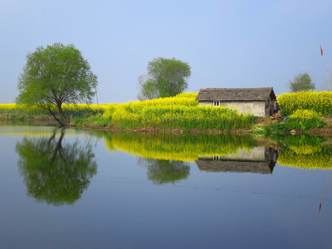 田园春色 油菜花开