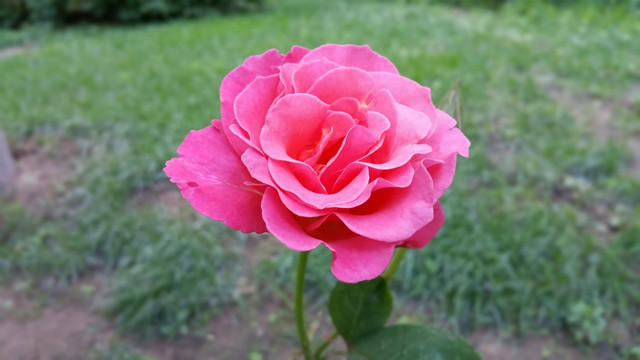 粉红色的月季花