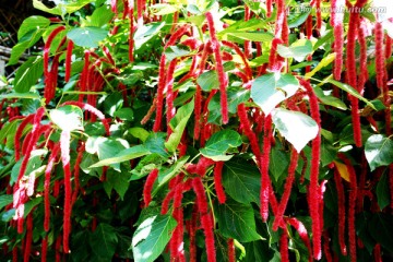 海南岛兴隆植物园 狗尾花