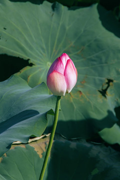 夏季荷花