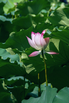 夏季荷花