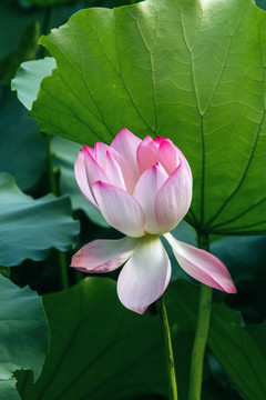 夏季荷花