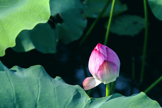 夏季荷花