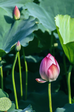 夏季荷花