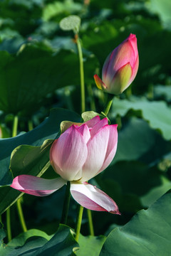 夏季荷花