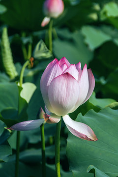 夏季荷花