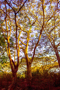 阳光投射在东湖公园的树上