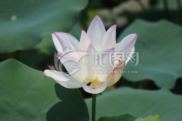 莲花摄影