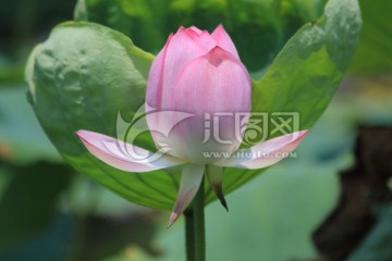 苞蕾