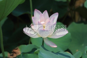 白莲花