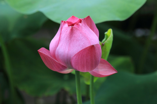 水芙蓉