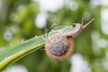 芦荟上的蜗牛