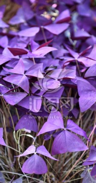 紫色叶子 酢浆草