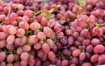 水果葡萄 红葡萄