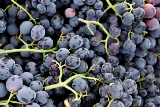 成熟的葡萄 水果背景