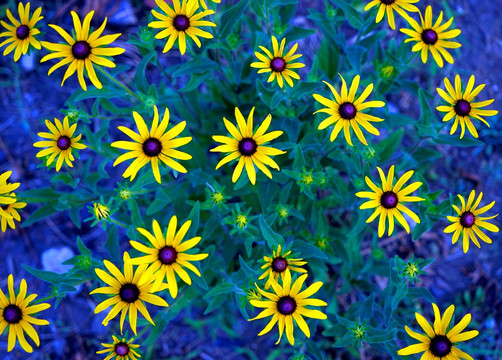 黄花