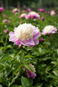 芍药花
