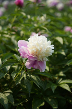 芍药花