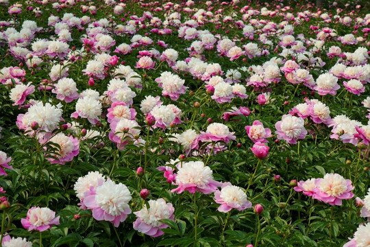 芍药花