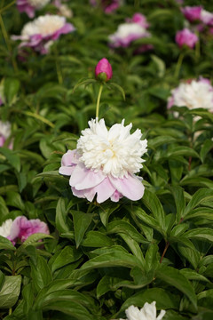 芍药花