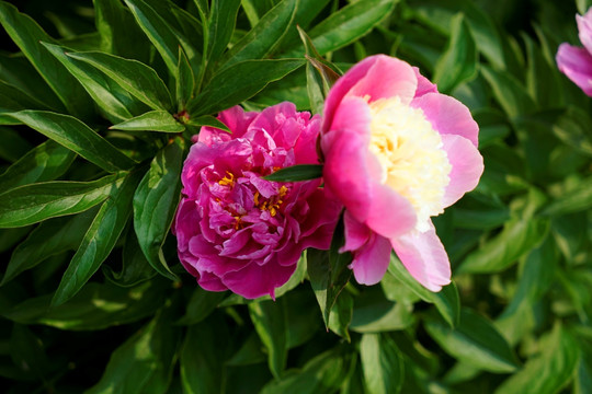 芍药花