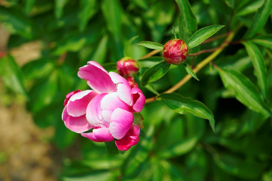 芍药花