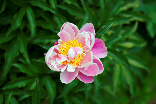 芍药花