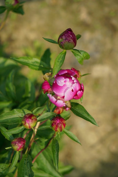 芍药花