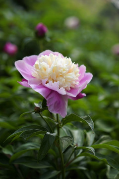 芍药花