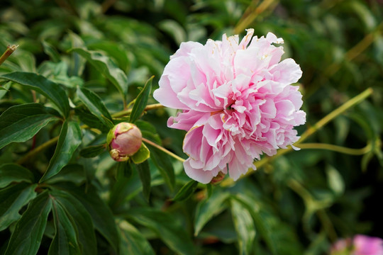 芍药花