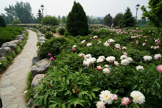 芍药花