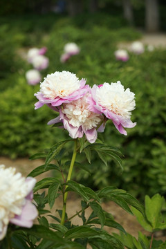 芍药花