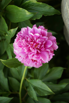 芍药花