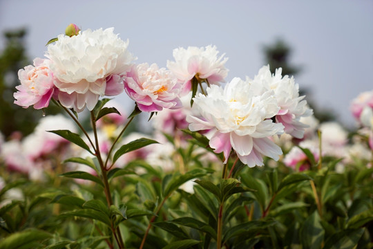 芍药花