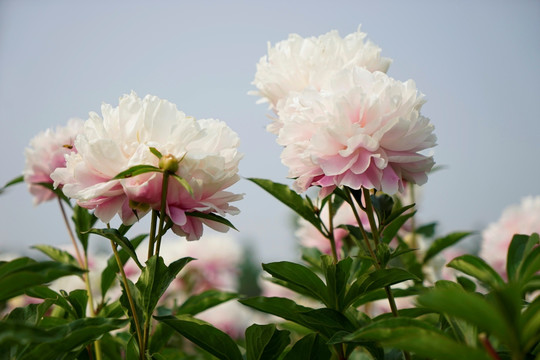芍药花