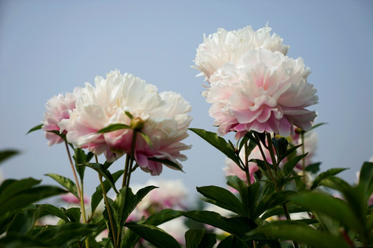 芍药花