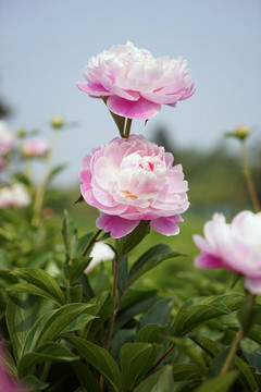 芍药花