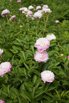 芍药花