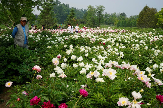 芍药花