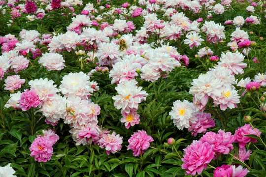 芍药花