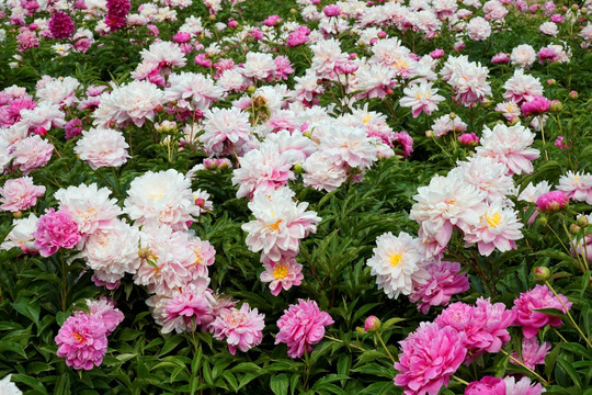 芍药花