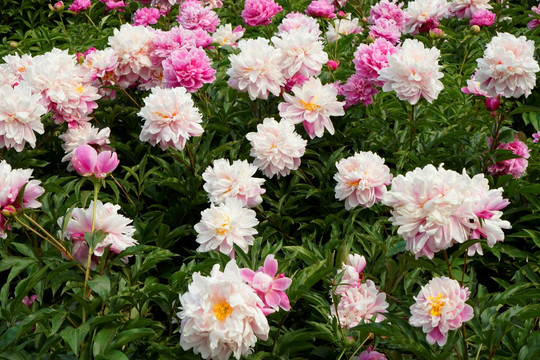 芍药花