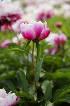 芍药花